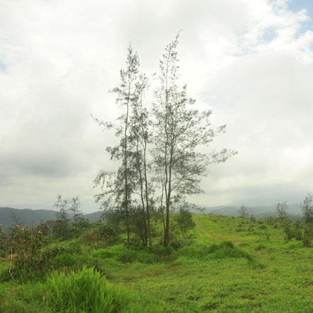 trekking thekkady